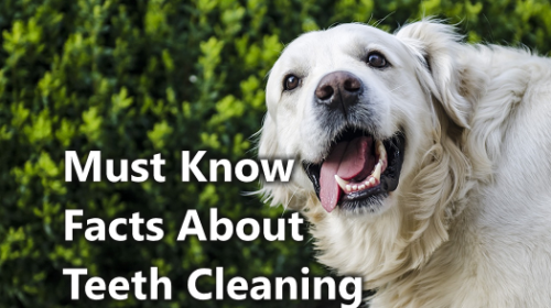 teeth cleaning for dogs