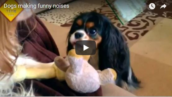 Dogs Weirdest Voices Video 2