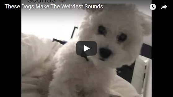 Dogs Weirdest Voices Video