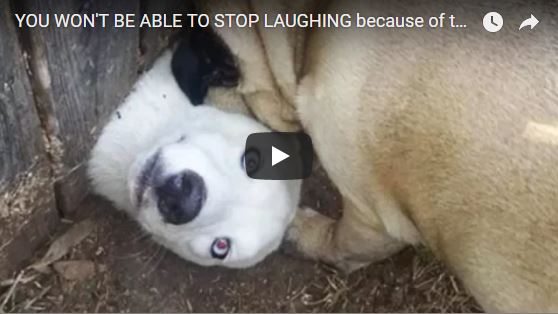 Funny DOG Compilation Video