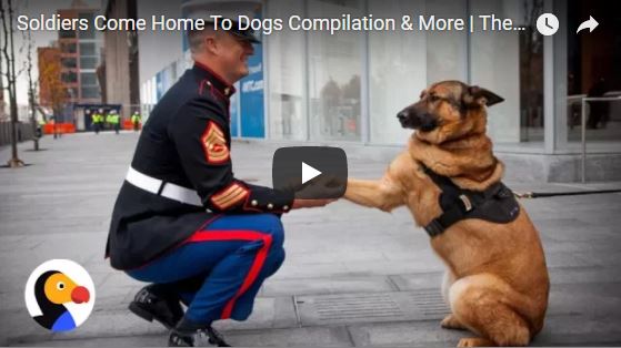 Soldiers Come Home To Dogs Compilation Video