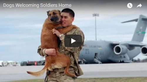 DOGS WELCOMING SOLDIERS HOME