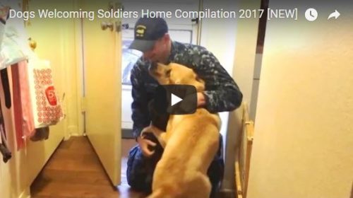 DOGS WELCOMING SOLDIERS HOME COMPILATION 2017