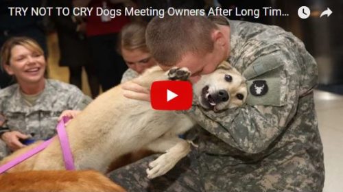 SOLDIERS AND SURPRISED DOGS