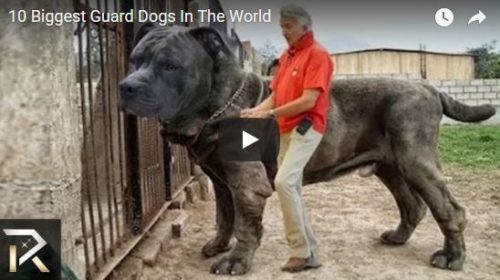 biggest guard dogs video